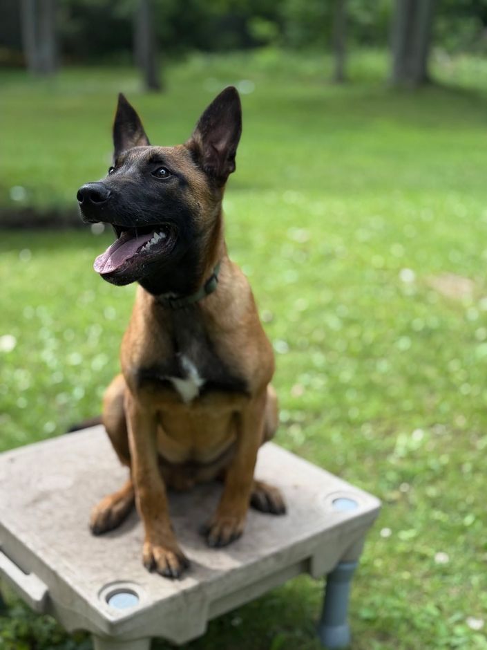Belgian Malinois dog sits on a platform in a grassy yard with a happy expression.