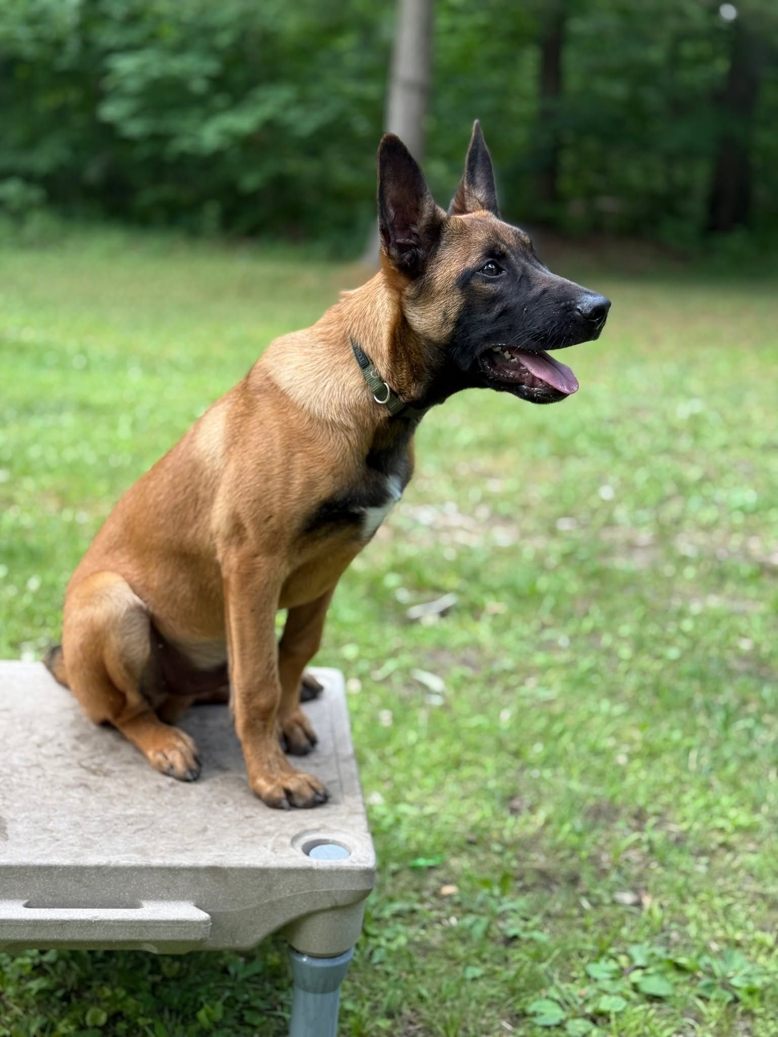 Belgian Malinois dog sits on a platform outdoors, looking alert with mouth open.