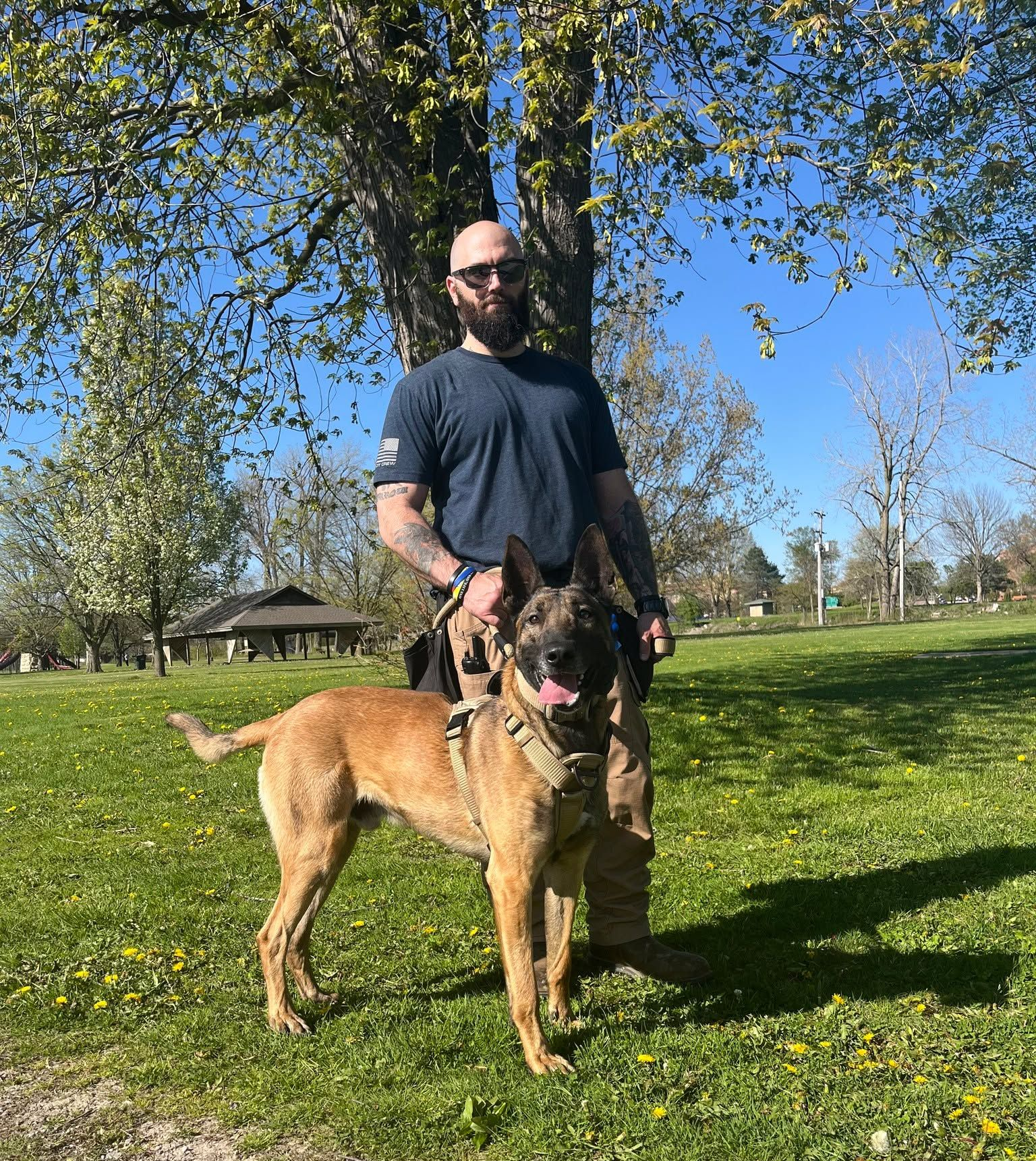 A man and a Belgian Malinois dog stand in a grassy park on a sunny day.