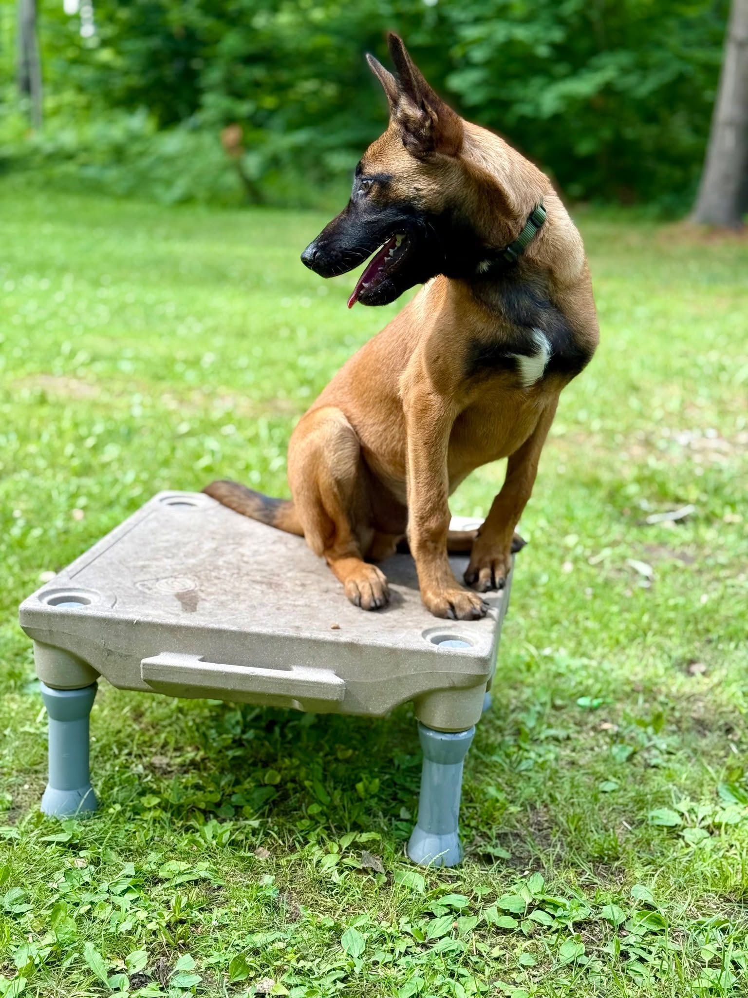 Puppy being held by a person on green grass. The dog has brown and black fur.