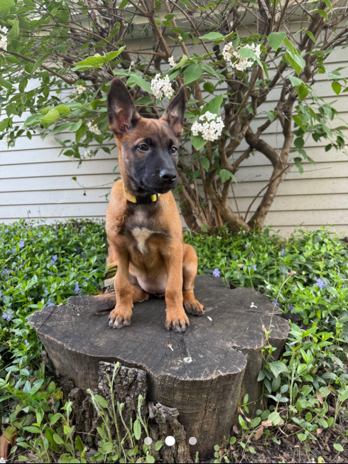 Puppy with a black mask and brown fur sits on a tree stump in front of a flowering bush.