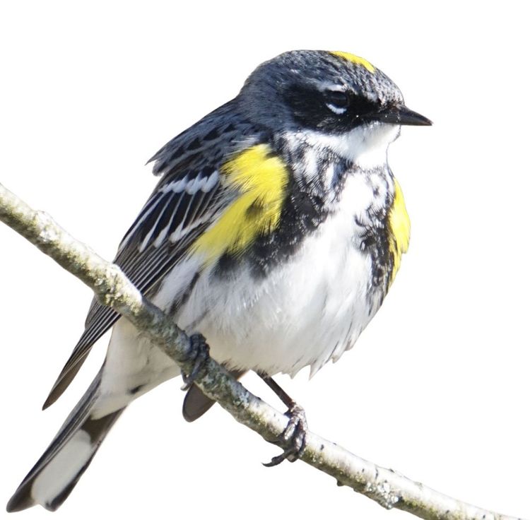 Warbler
