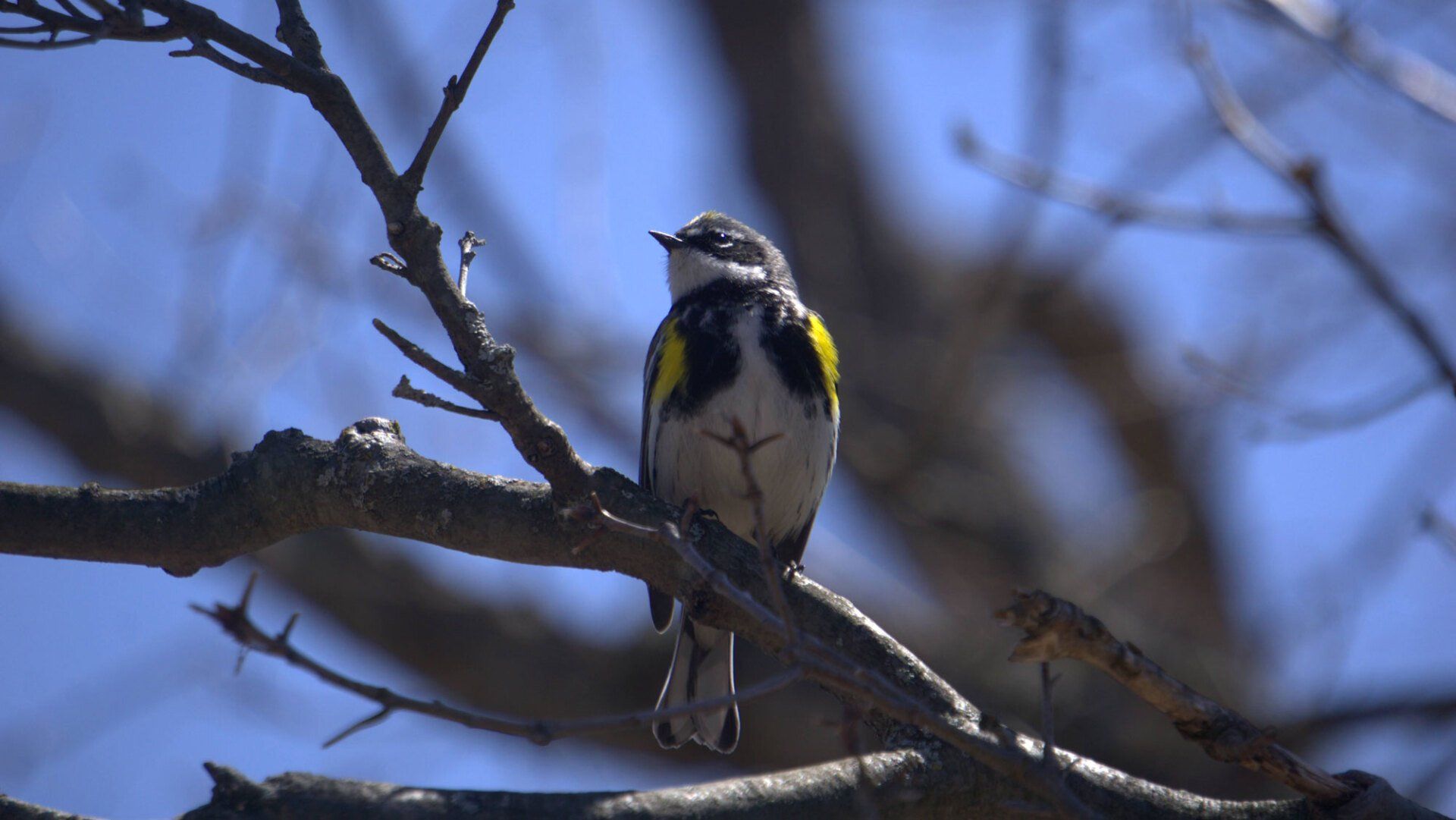 Birding Tours in Muskoka Birding Tours in Muskoka