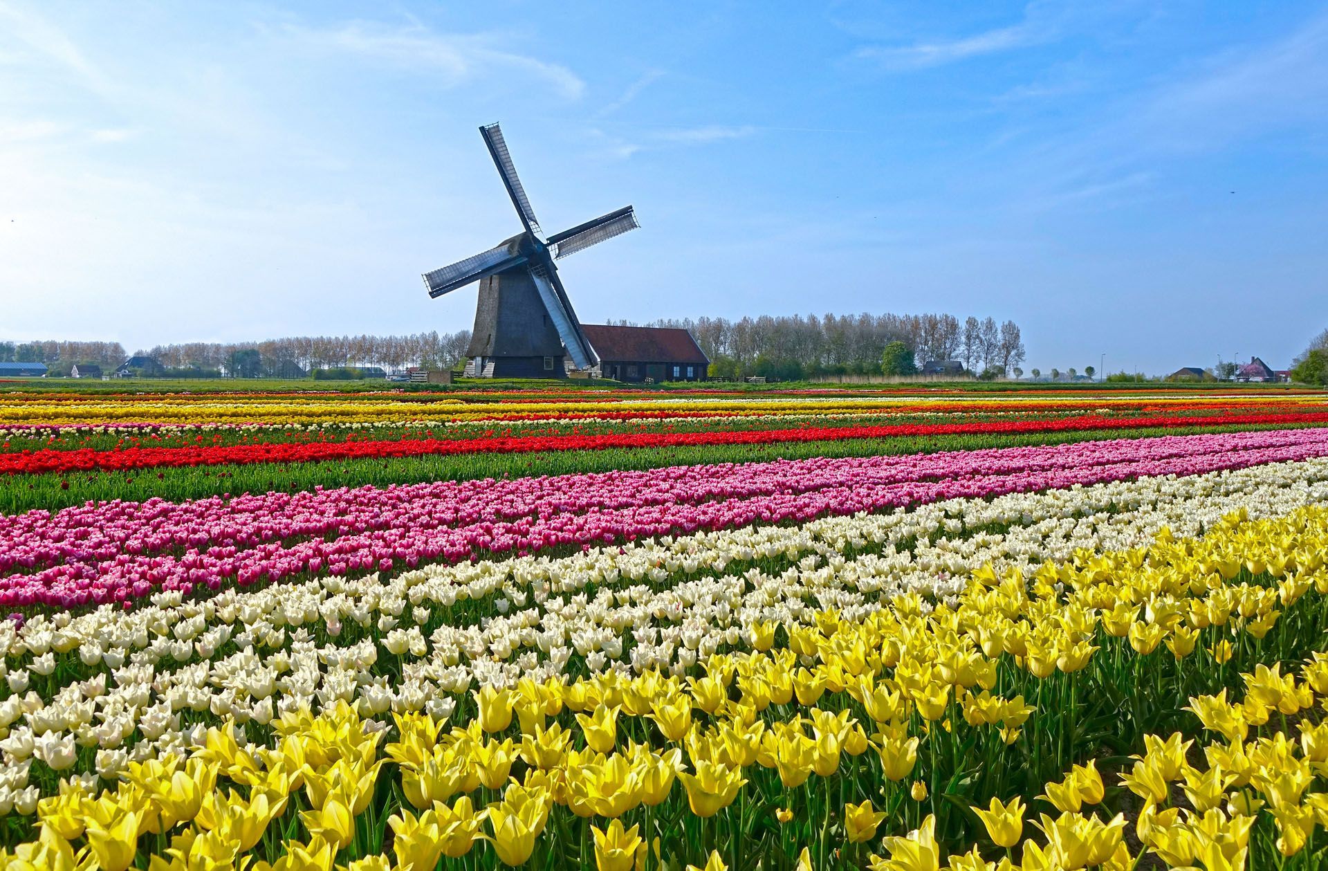 Colorful tulip fields with a windmill under a blue sky