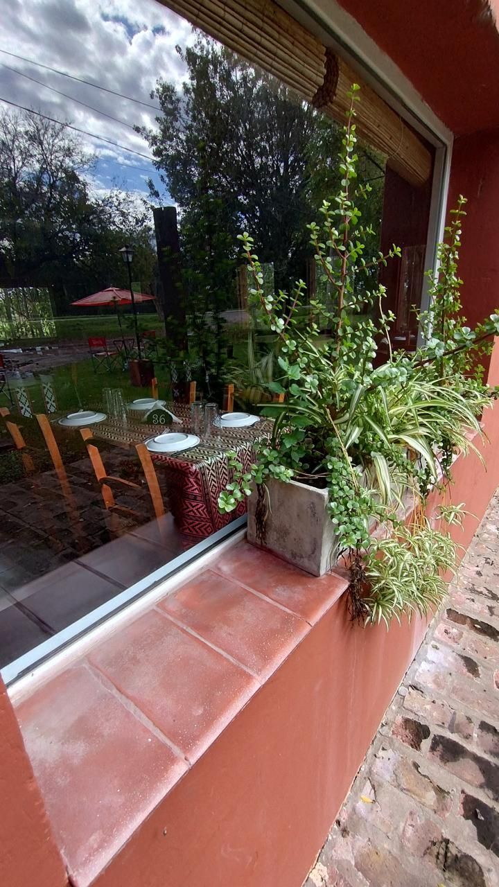 Una planta de hojas verdes en una maceta rectangular gris reposa sobre un alféizar de baldosas rojas