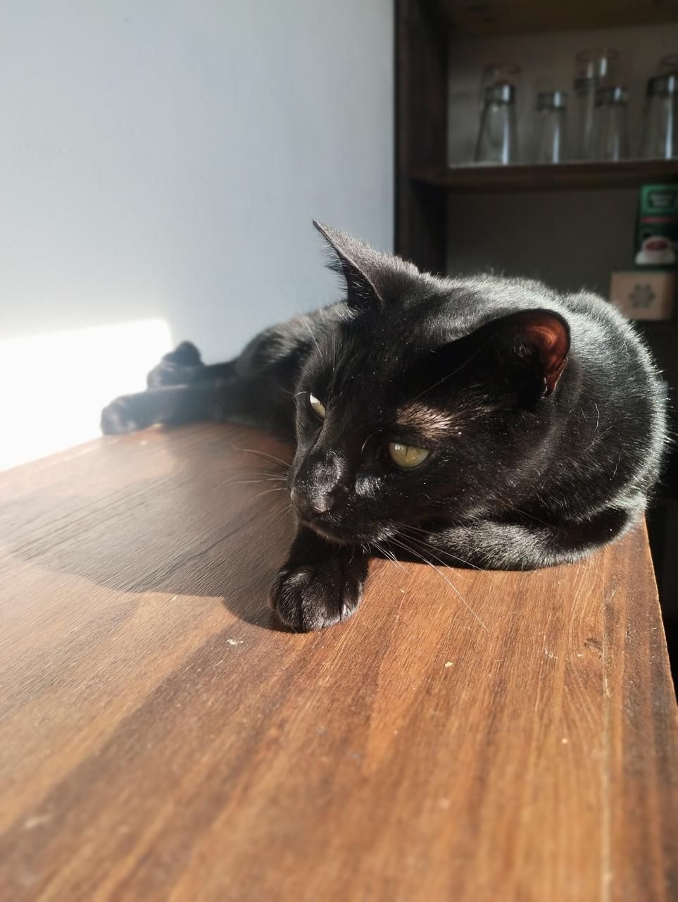 Un gato negro tumbado sobre una superficie de madera, con la cabeza apoyada al sol.