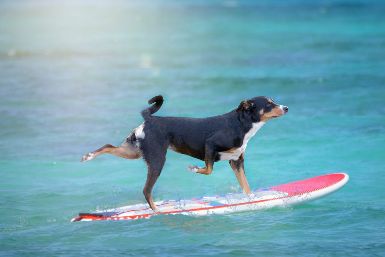 Dog surfing on a red and white surfboard in the ocean.