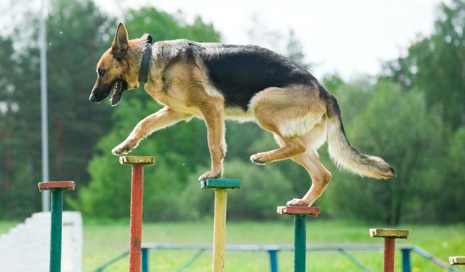 German Shepherd dog carefully balancing on colorful poles outdoors.