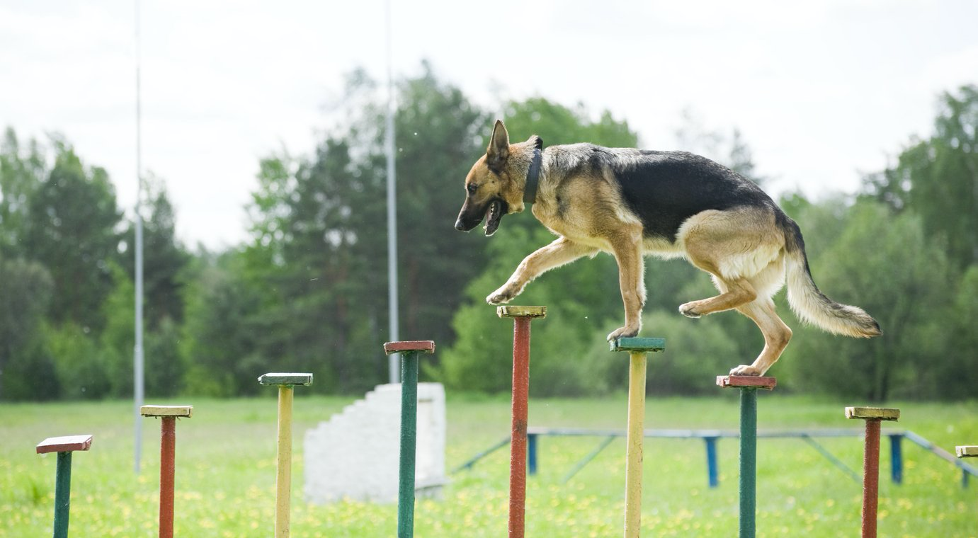 A german shepherd is jumping over a row of poles.