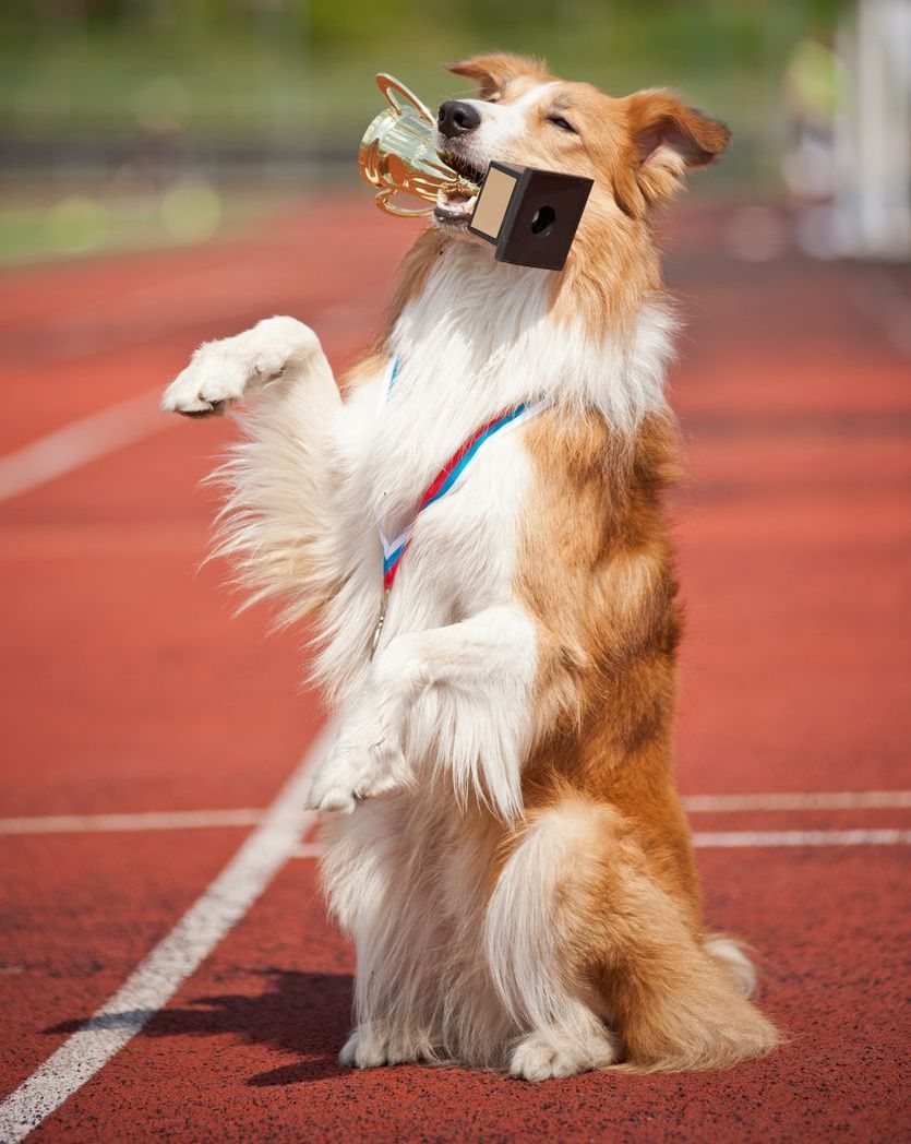 Dog standing on hind legs, holding trophy in mouth and paw up on a red track.