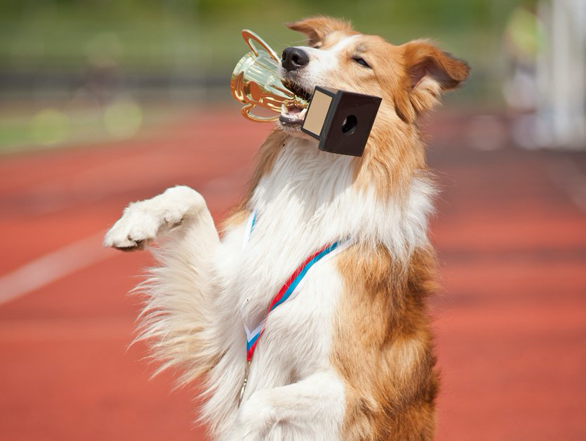 The Fire Dog