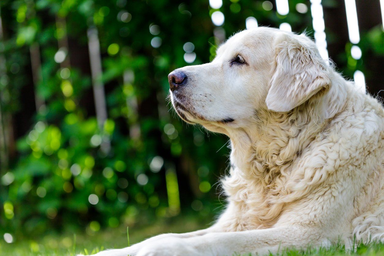 A white dog is laying in the grass and looking up.