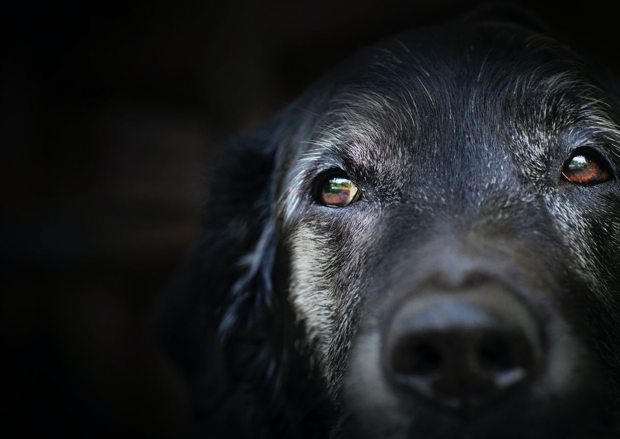 A close up of a black dog 's face with a dark background.