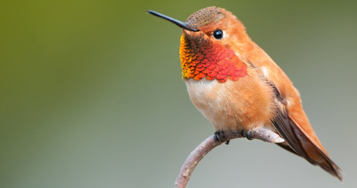 A hummingbird perched on a branch with a green background.