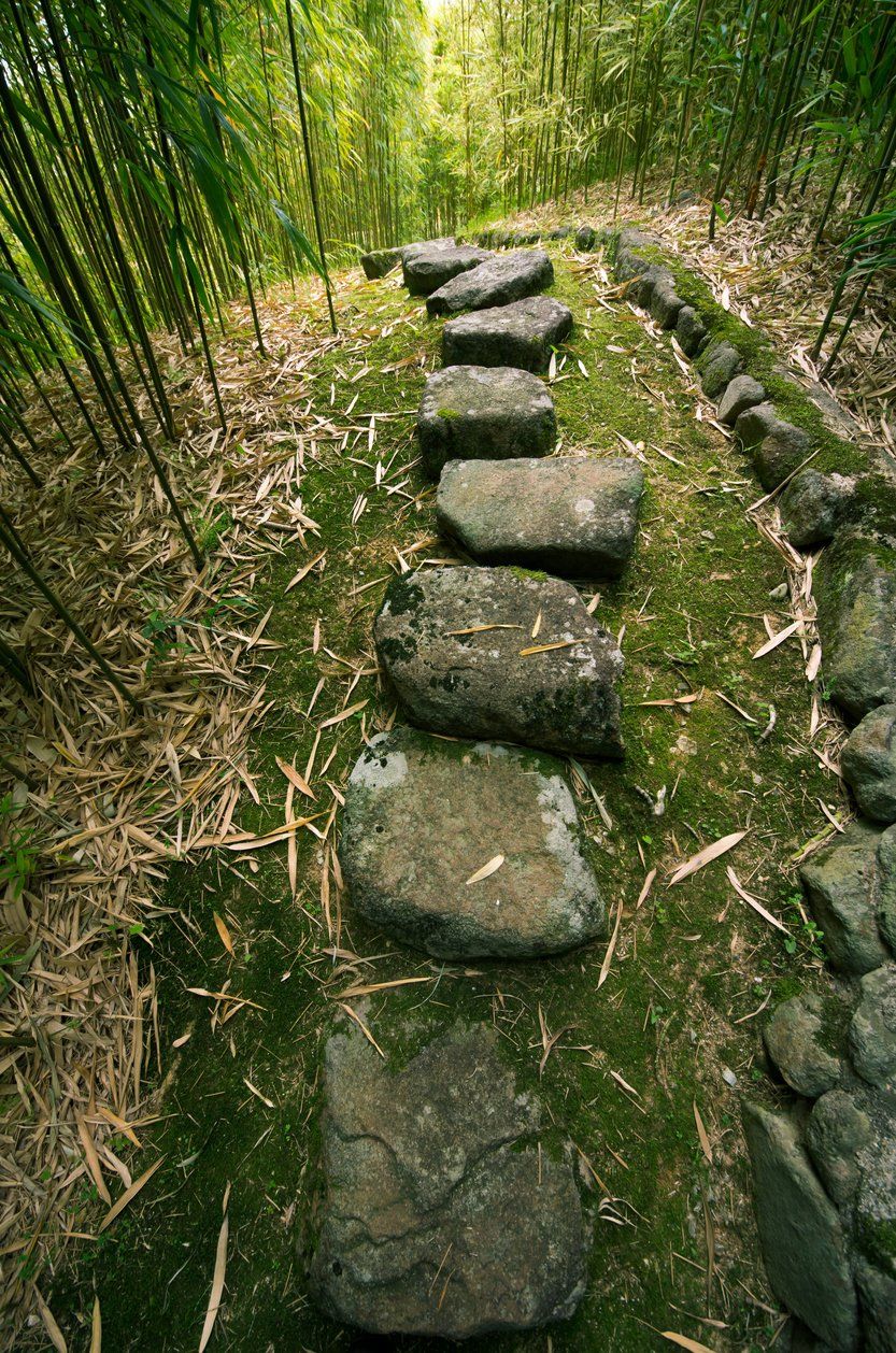 Stone path winds through a bamboo forest, moss-covered ground.
