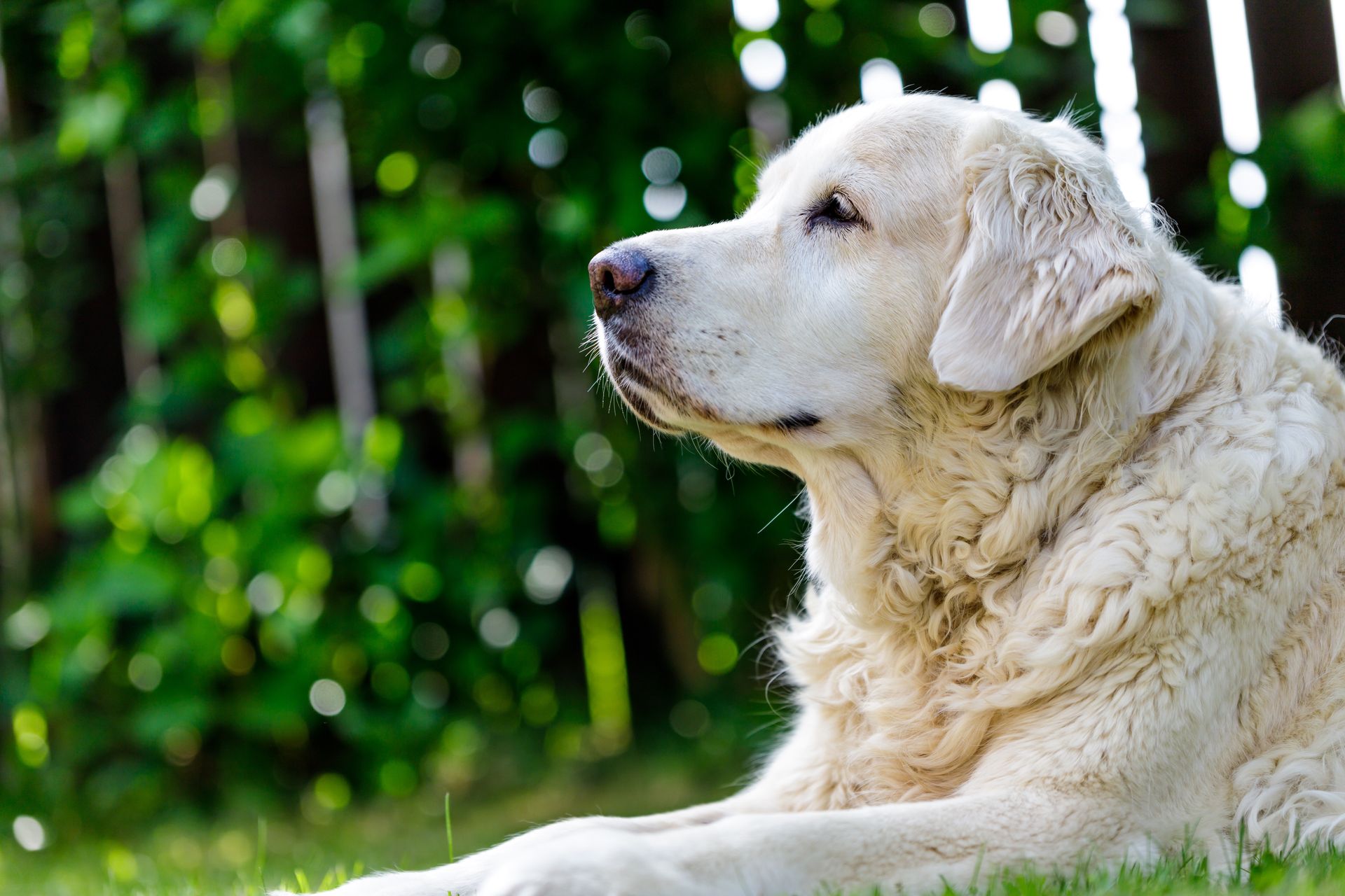 Cream-colored dog lying on grass, looking right, with green foliage and fence in background.