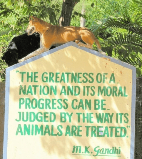 Sign with quote by M.K. Gandhi about animal treatment, with dogs on top.