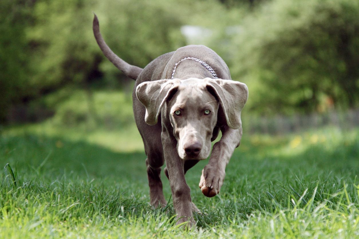 A gray Weimaraner dog running through green grass with a forest in the background.