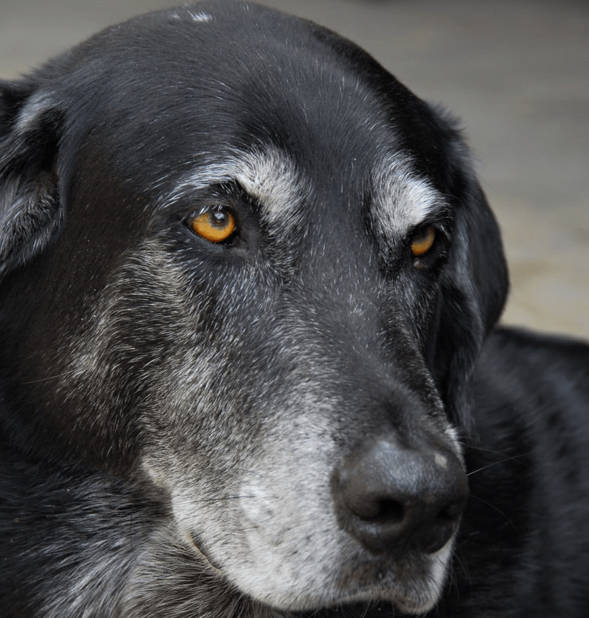 Five ElementTheory Water Dog 4Legged Spiritual