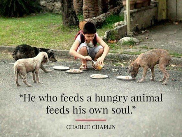 A child feeds stray dogs on a street. Quote: