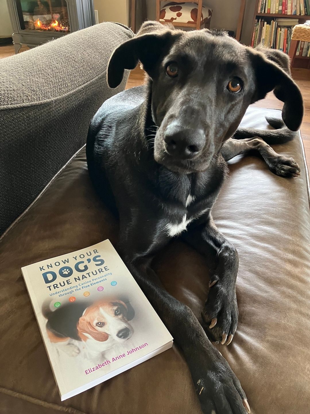 Black dog with a book titled 