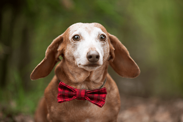 Dachshund wearing a red plaid bow tie, looking at the camera with a curious expression; green background.