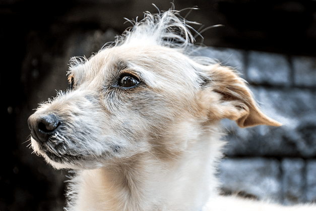 A Dog's Wisdom