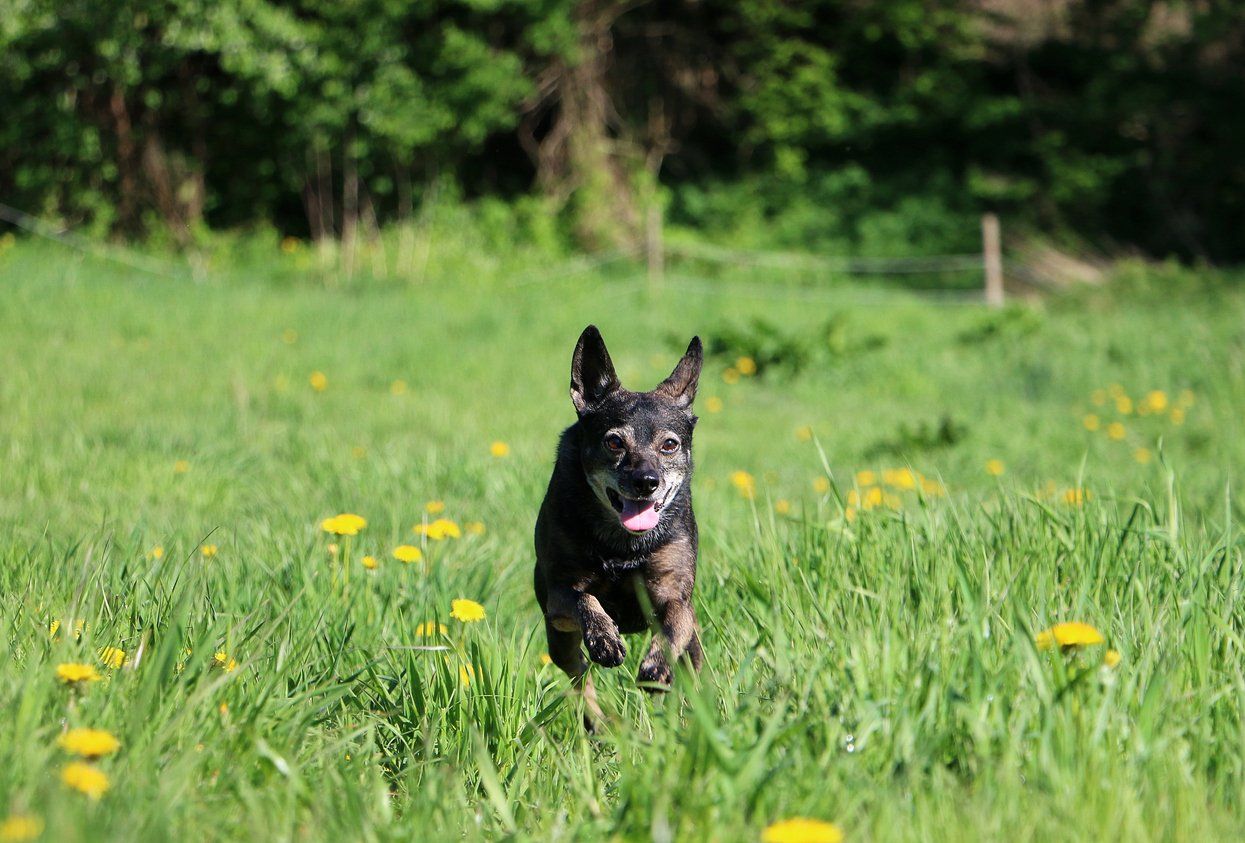 A small dog is running through a field of dandelions.