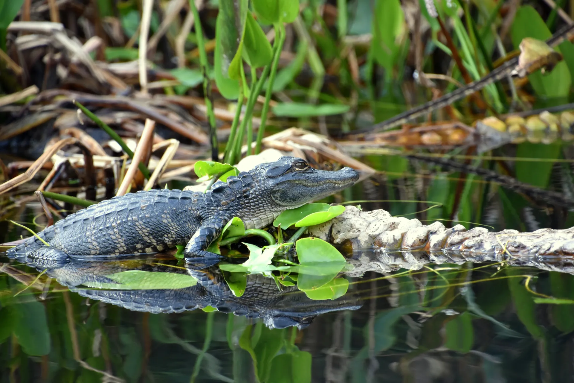 Young American alligator resting among aquatic vegetation in the Florida Everglades wetlands.