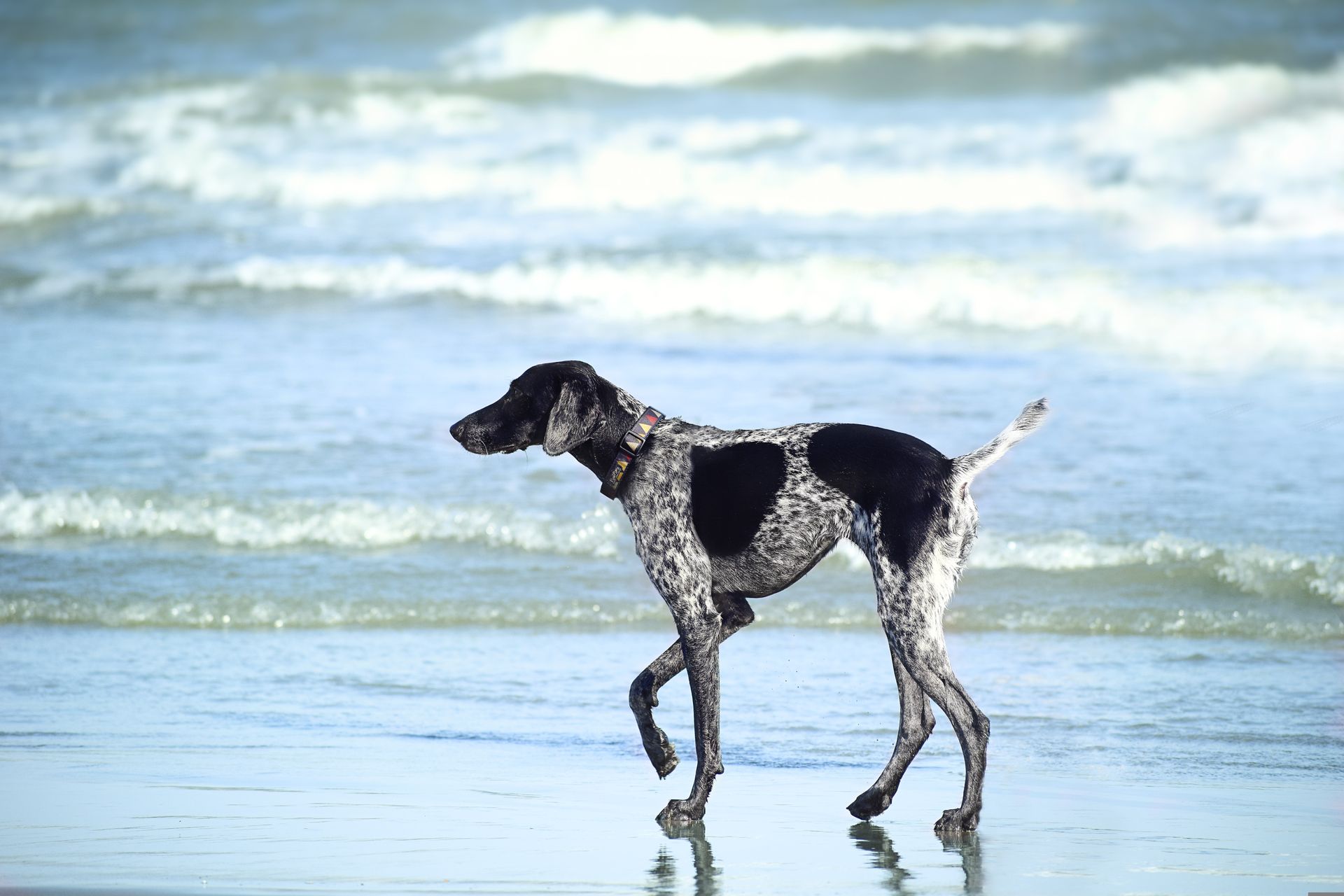 Key Biscayne Dog Beach