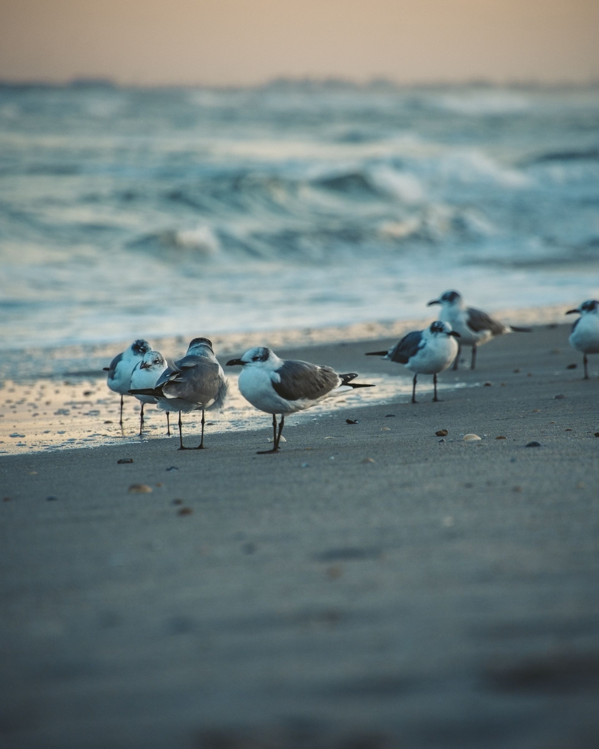 Miami Beach Birds