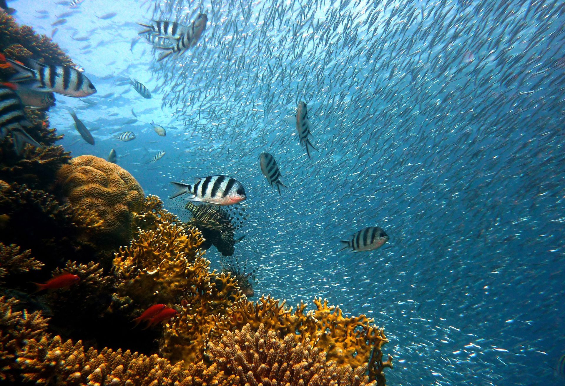 Miami Beach Snorkeling Tours
