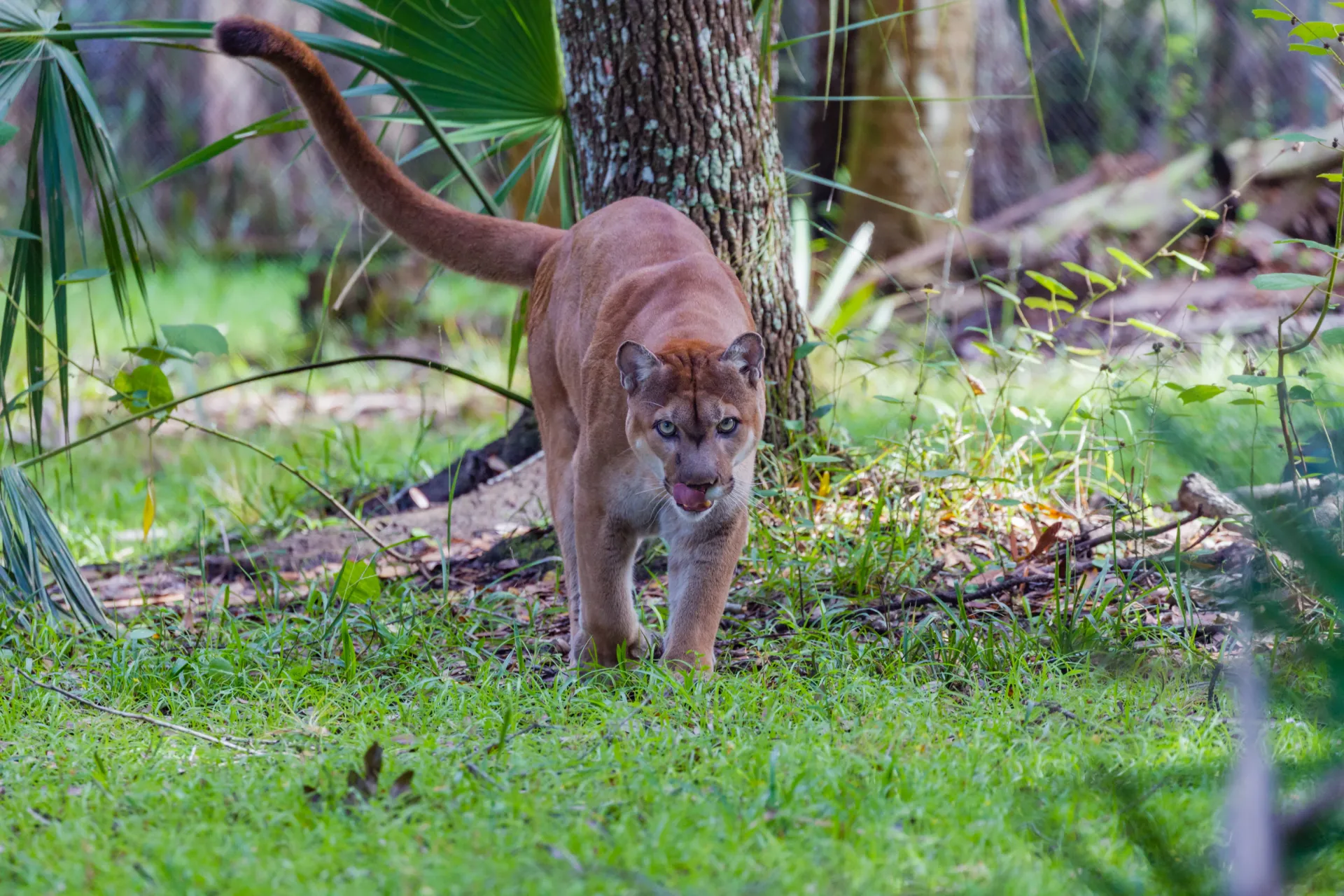 A Florida panther walking through its natural habitat within the Greater Everglades ecosystem in South Florida.