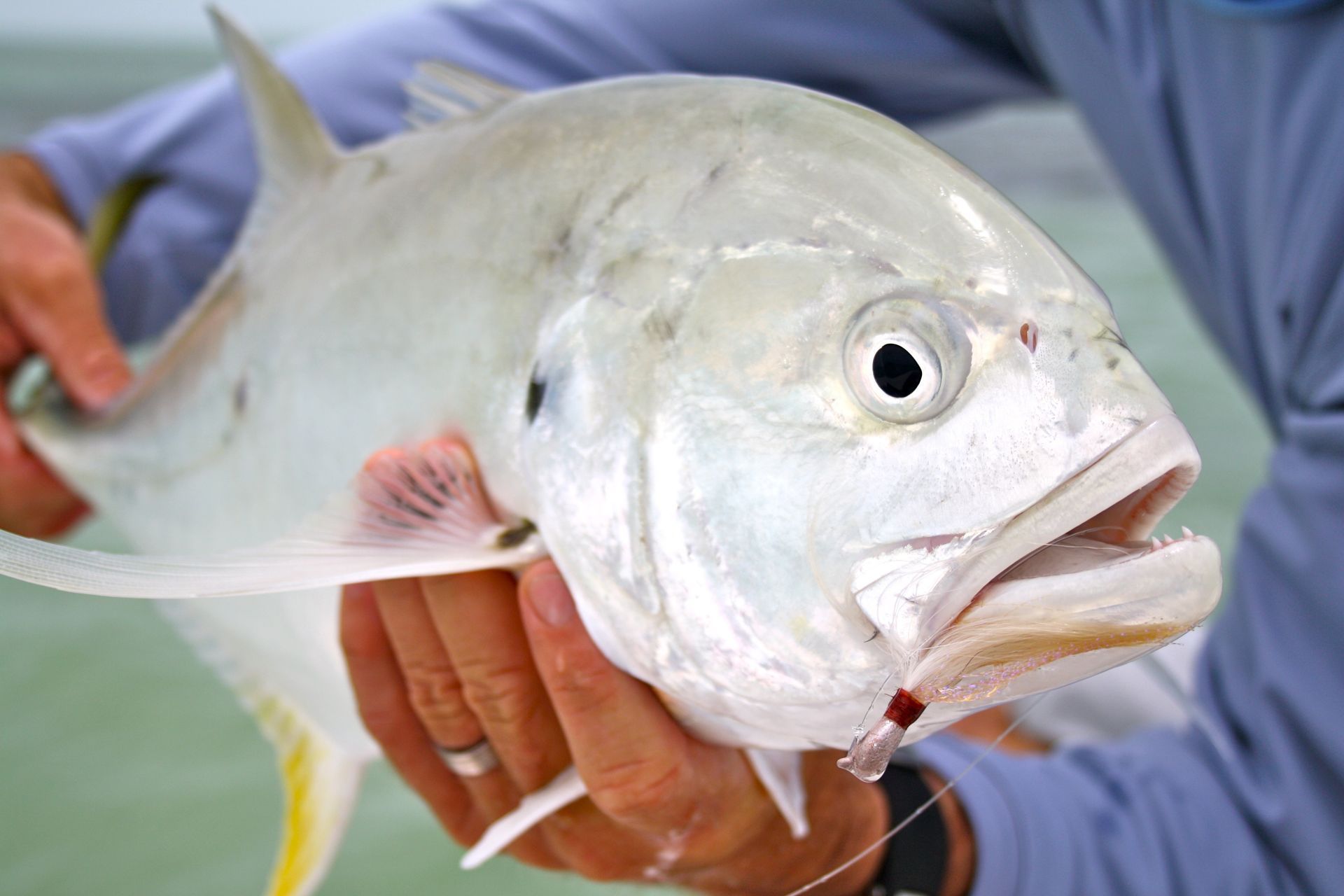 Miami Beach Half day Fishing