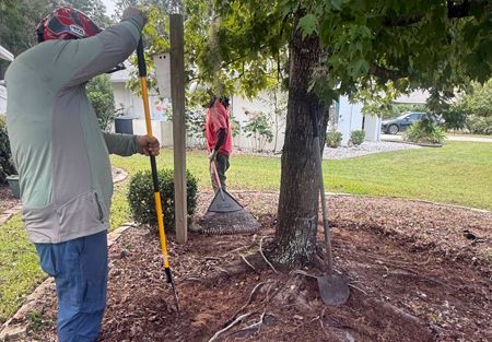 Two people tending to a tree in a yard. One rakes, the other stands. Sunlight.