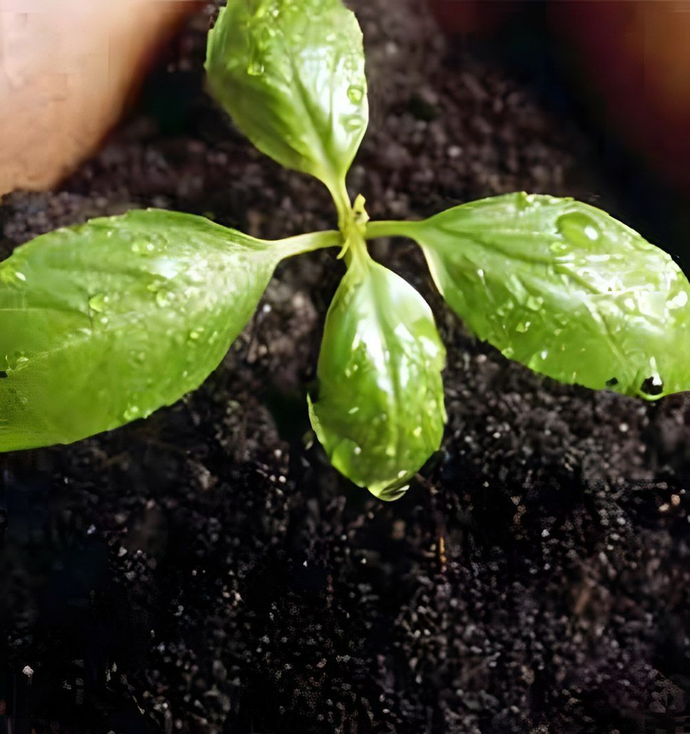 Compost