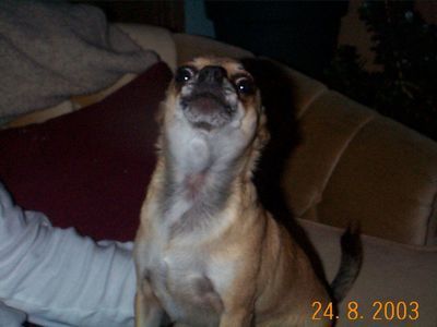 Small tan dog sitting upright on a couch, looking upward, with a date stamp in the corner.