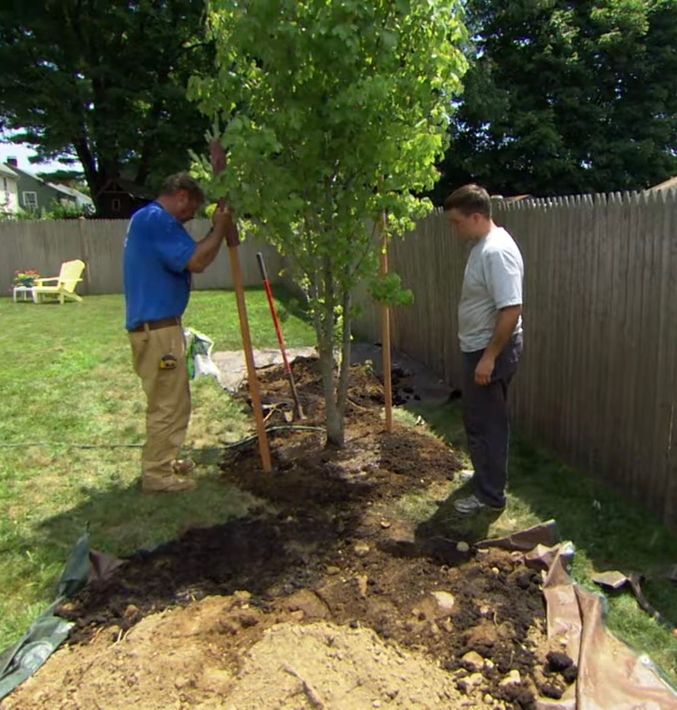 tree planting in Taunton, MA
