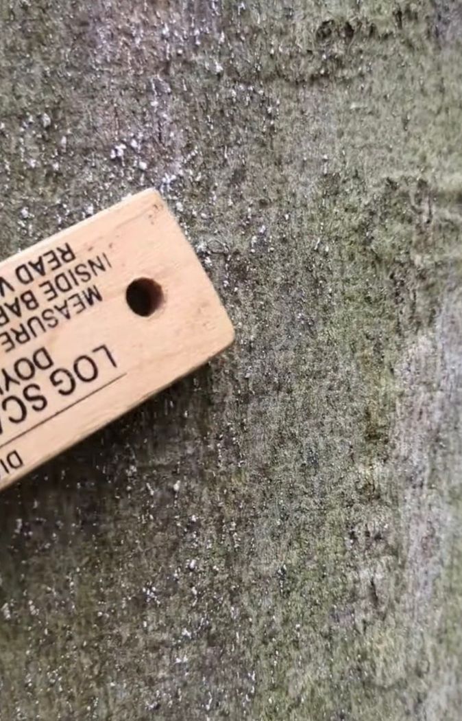Tree disease treatment in Taunton, MA