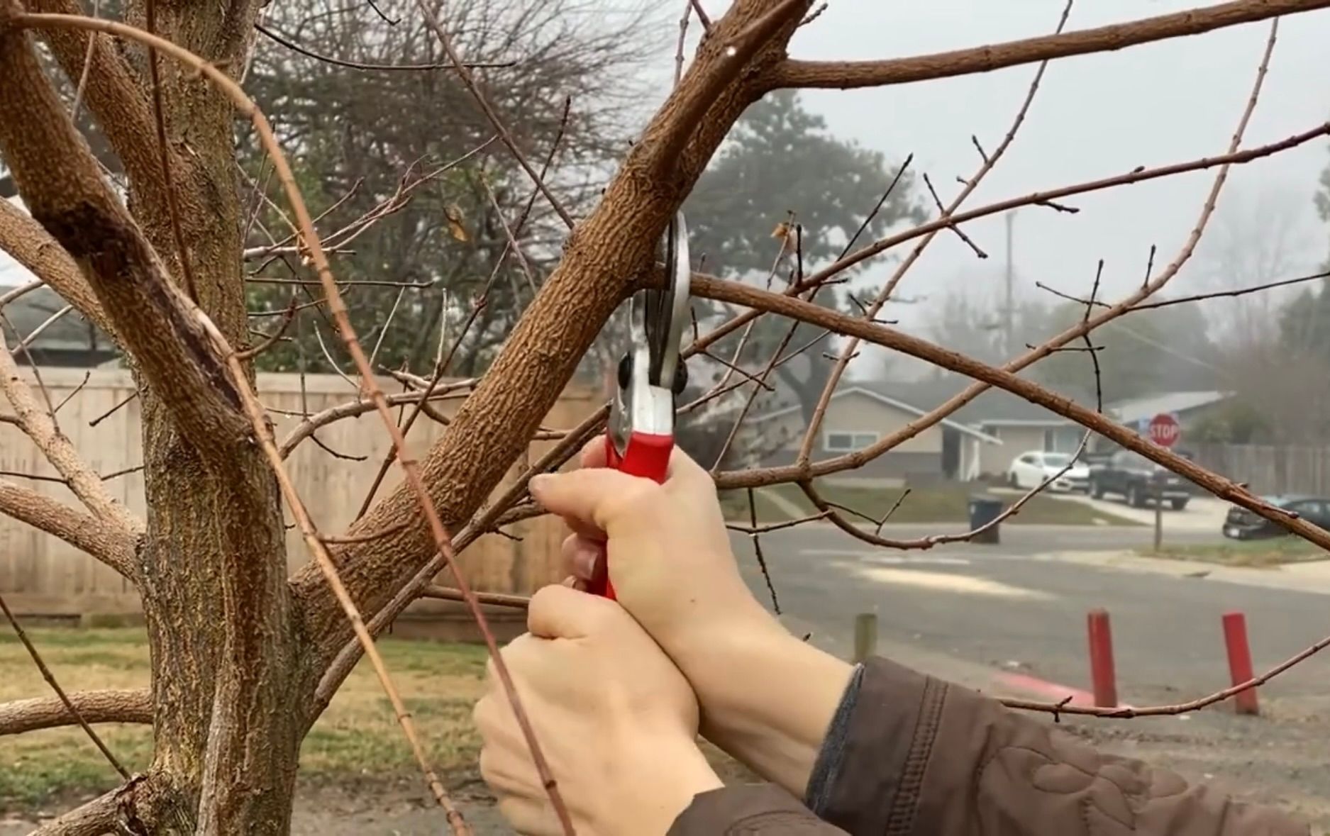 Tree trimming in Taunton, Massachusetts