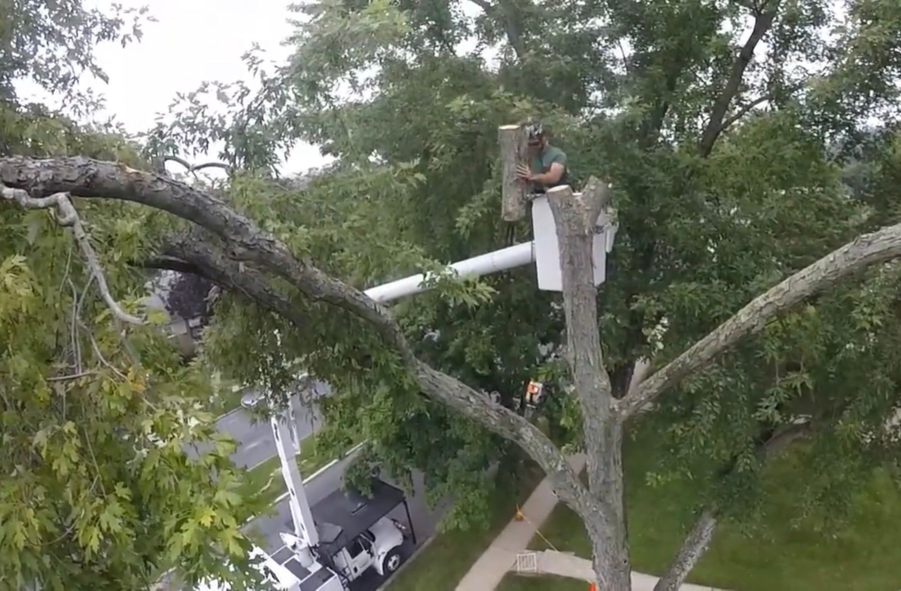 Tree removal in Taunton, Massachusetts