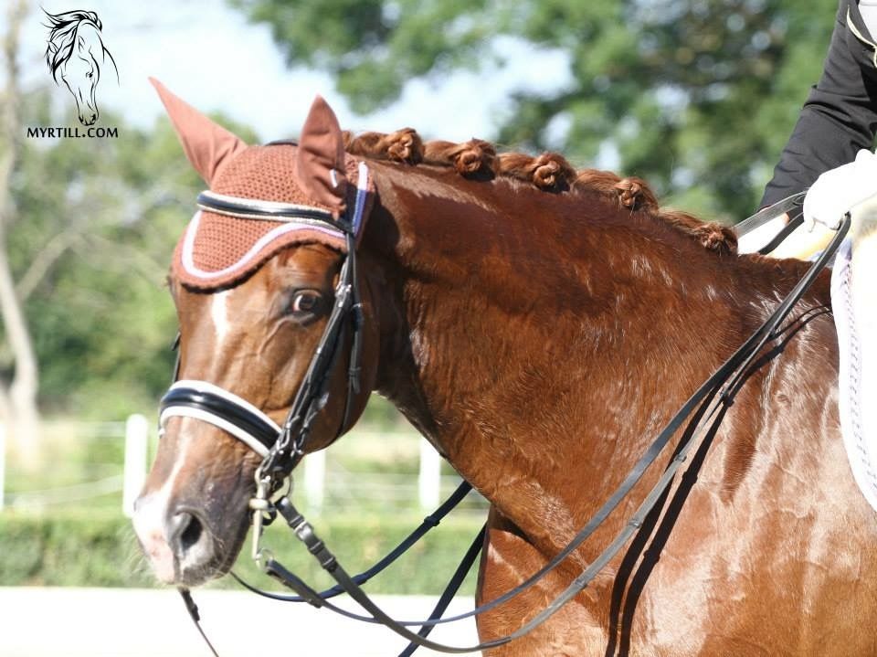 Pferd