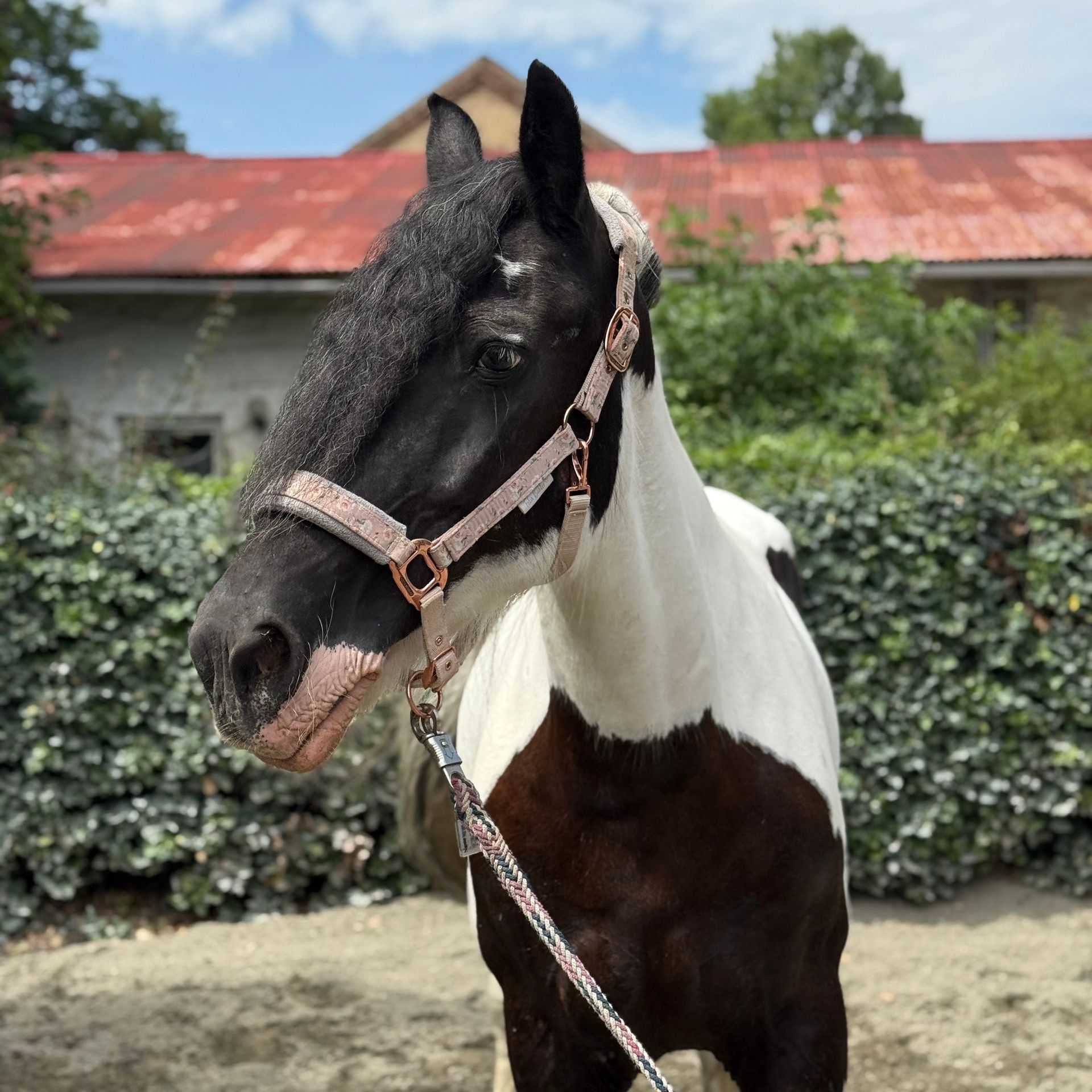 Ein Pferd namens Naomi