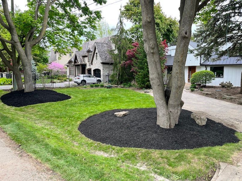 A tree in the middle of a lush green lawn with mulch around it.