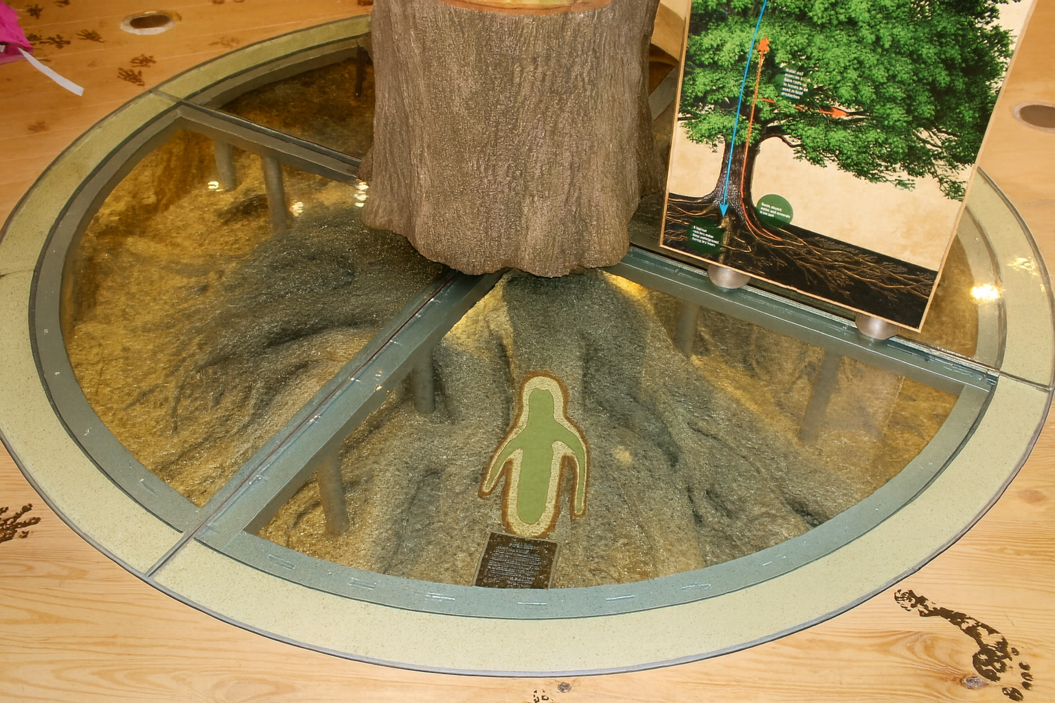 Circular exhibit with tree trunk and roots visible under glass. A green cut-out figure stands on a path in the exhibit.