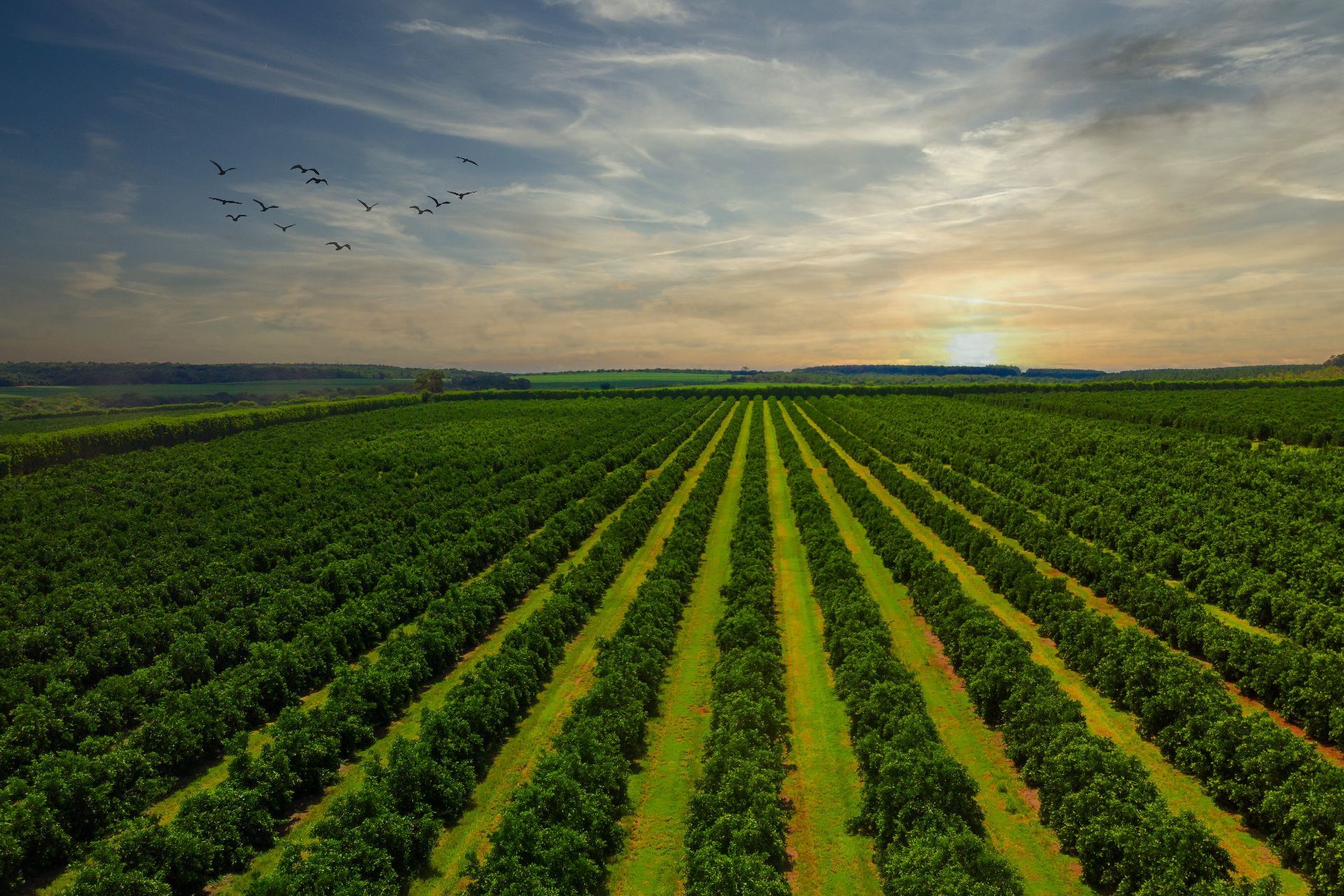 INNOVAGRO R&M