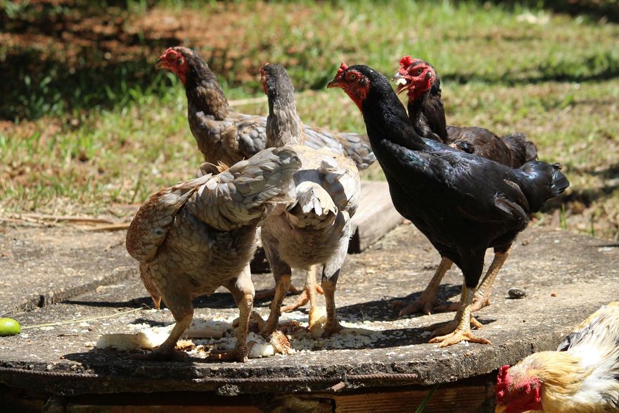 Four chickens standing on a sunlit concrete path outdoors, including black, white, and brown birds.