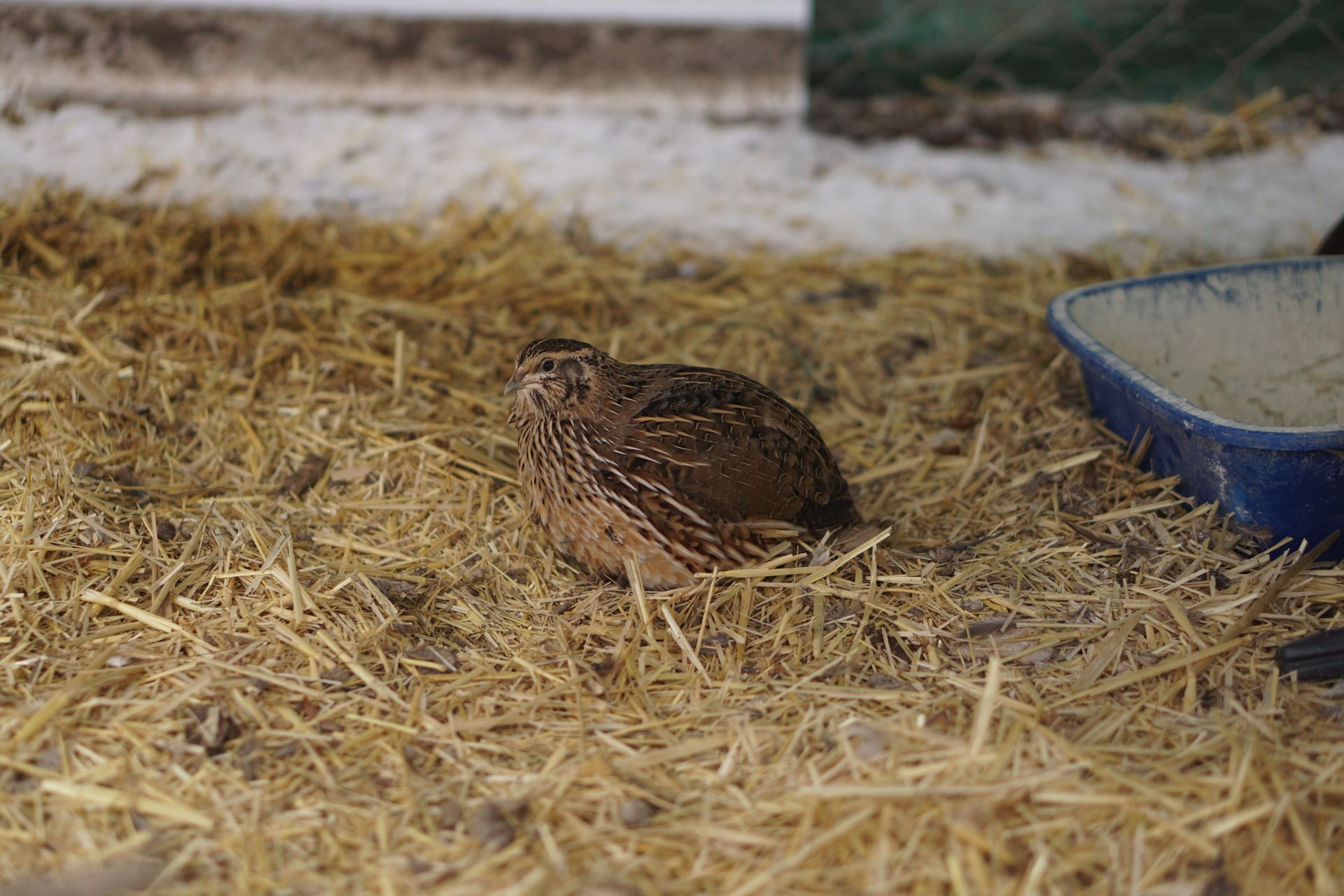 Quail, Chickens & Goats