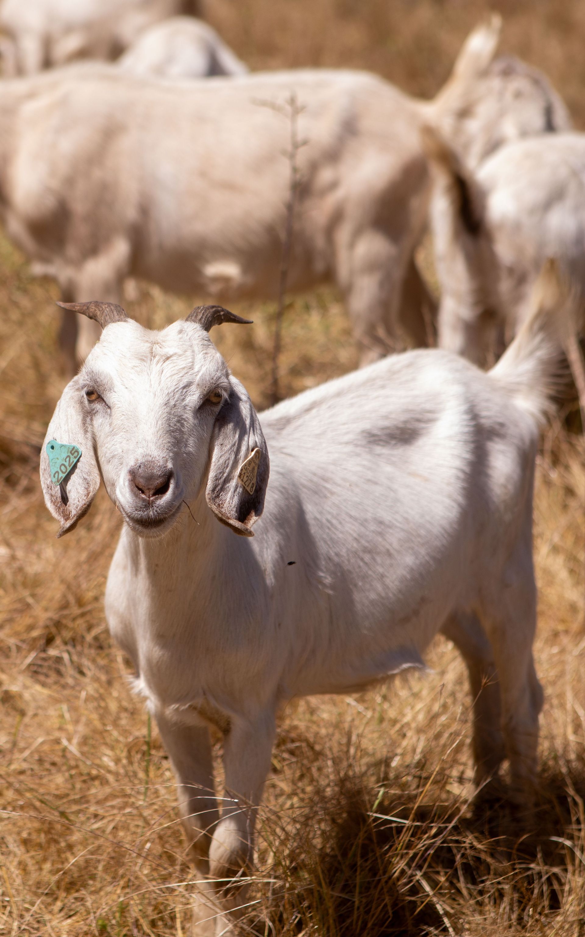 White goat with green ear tag standing in dry grass, with other goats blurred behind it.