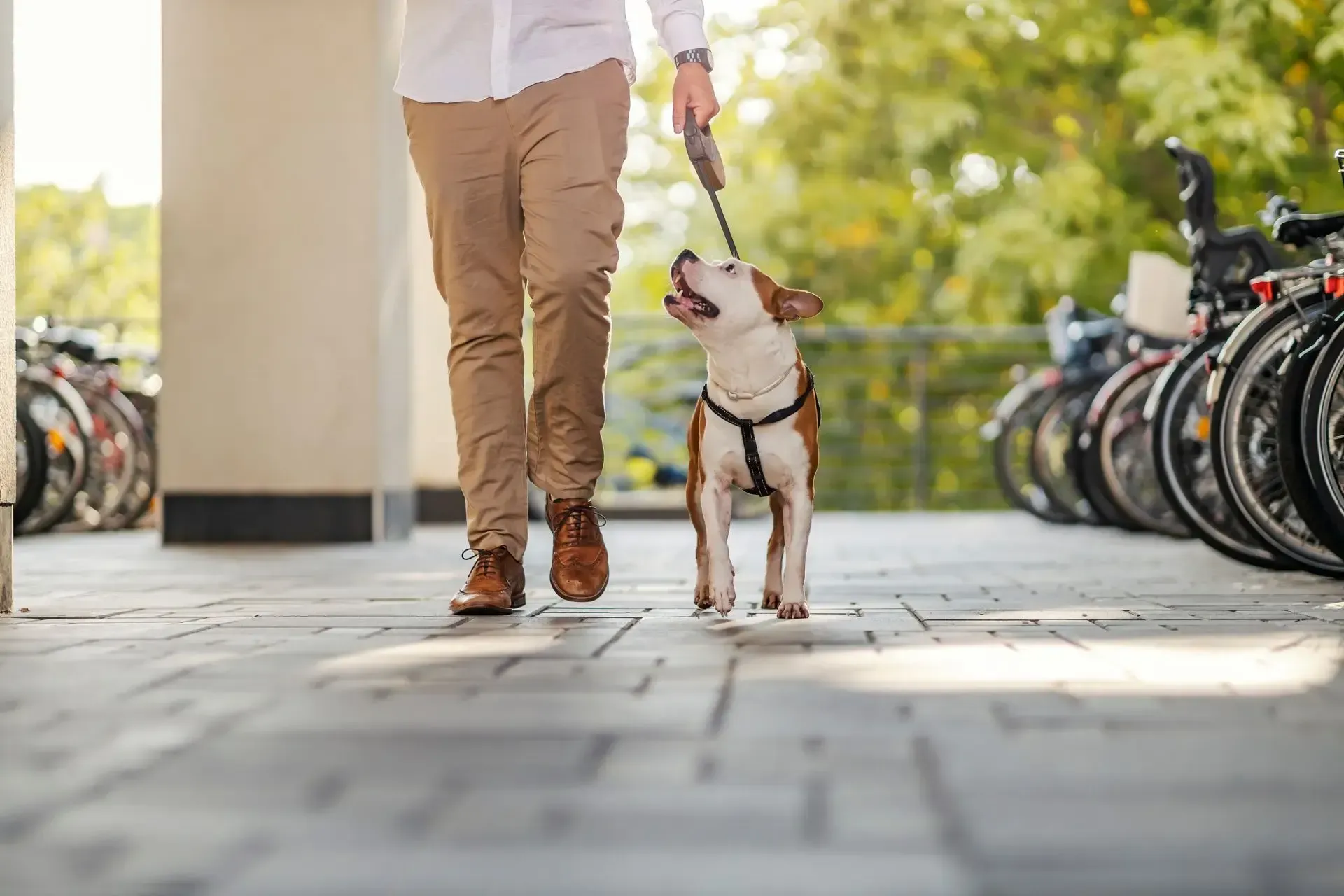 Person walking a dog on a leash along a sunny sidewalk beside parked bicycles.